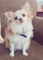Test - Cute Dog Pics
