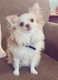 Test - Cute Dog Pics