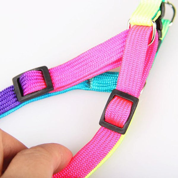 Rainbow Leash and Harness