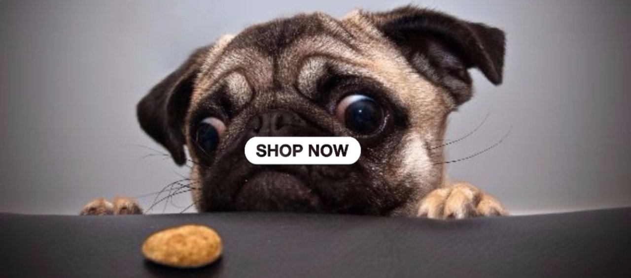 cute dog clothes pug